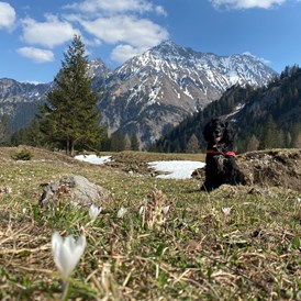 Urlaub-mit-Hund: Oberzalimtal. Wandern. Bergen. Blumen. Natur.  - Valavier Aktivresort 