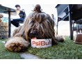 Urlaub-mit-Hund: Menu dla piesków Psi Bufet  w restauracji a ' la carte- Beach Bar Max.  - Max Health Resort Spa