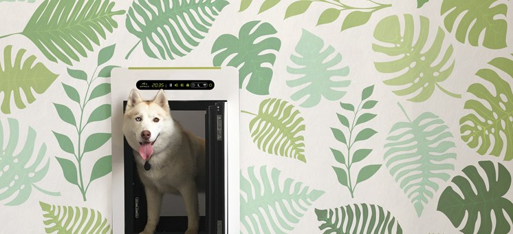 Urlaubsfeeling für zu Hause: die petWALK Hundetüre im Test - hundehotel.info