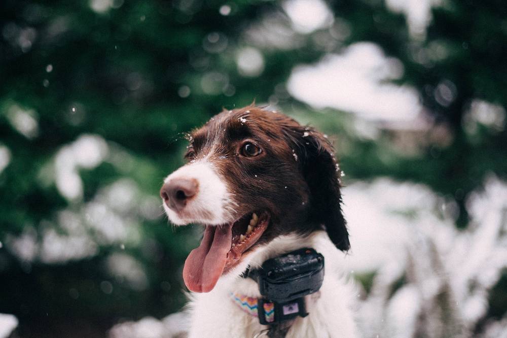 Wintercheck: 7 Tipps für kalte Jahreszeit mit Hund - hundehotel.info
