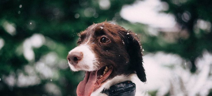 Wintercheck: 7 Tipps für kalte Jahreszeit mit Hund - hundehotel.info