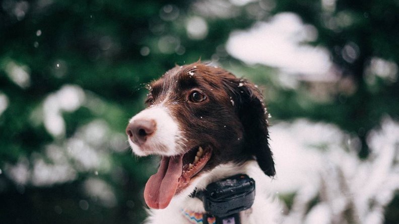 Wintercheck: 7 Tipps für kalte Jahreszeit mit Hund - hundehotel.info