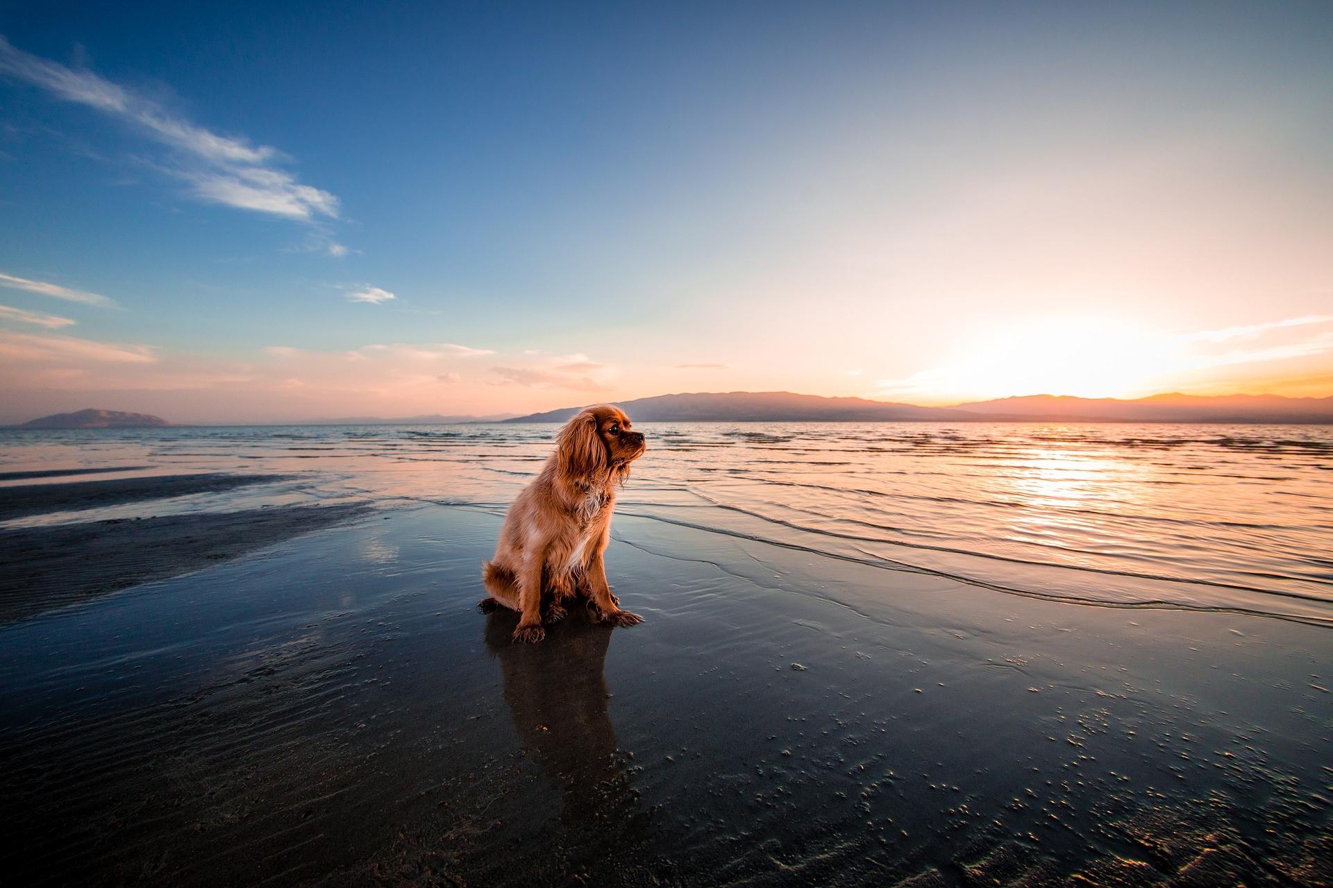 Urlaub an der Ostsee mit dem Hund - hundehotel.info