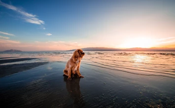 Urlaub an der Ostsee mit dem Hund - hundehotel.info