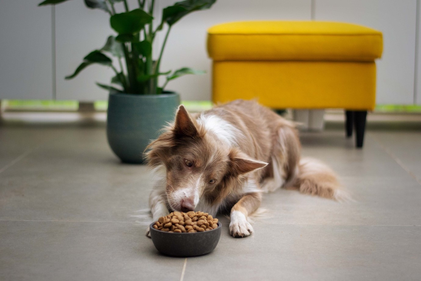 Welche Nahrungsergänzungsmittel benötigen Hunde? - hundehotel.info