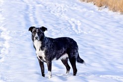 Winterzeit: 4 tolle Outdooraktivitäten mit Hund - hundehotel.info