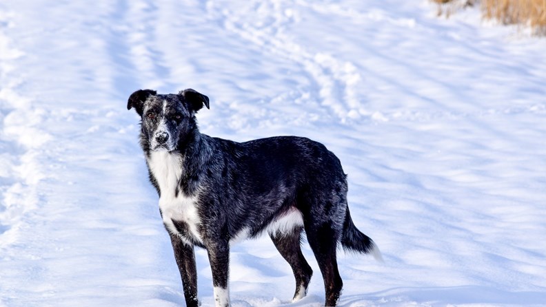 Winterzeit: 4 tolle Outdooraktivitäten mit Hund - hundehotel.info