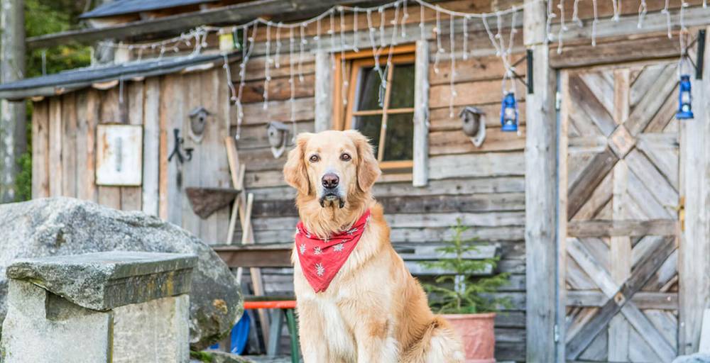Natur-Hunde-Hotel Bergfried: Das Mensch-Hund-Paradies im Bayerischen Wald - hundehotel.info