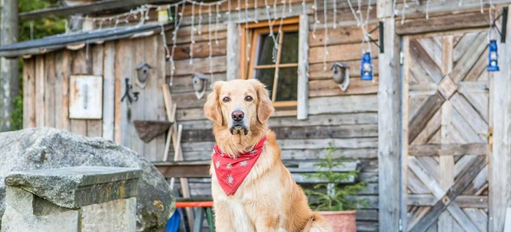 Natur-Hunde-Hotel Bergfried: Das Mensch-Hund-Paradies im Bayerischen Wald - hundehotel.info