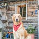 Natur-Hunde-Hotel Bergfried: Das Mensch-Hund-Paradies im Bayerischen Wald - hundehotel.info