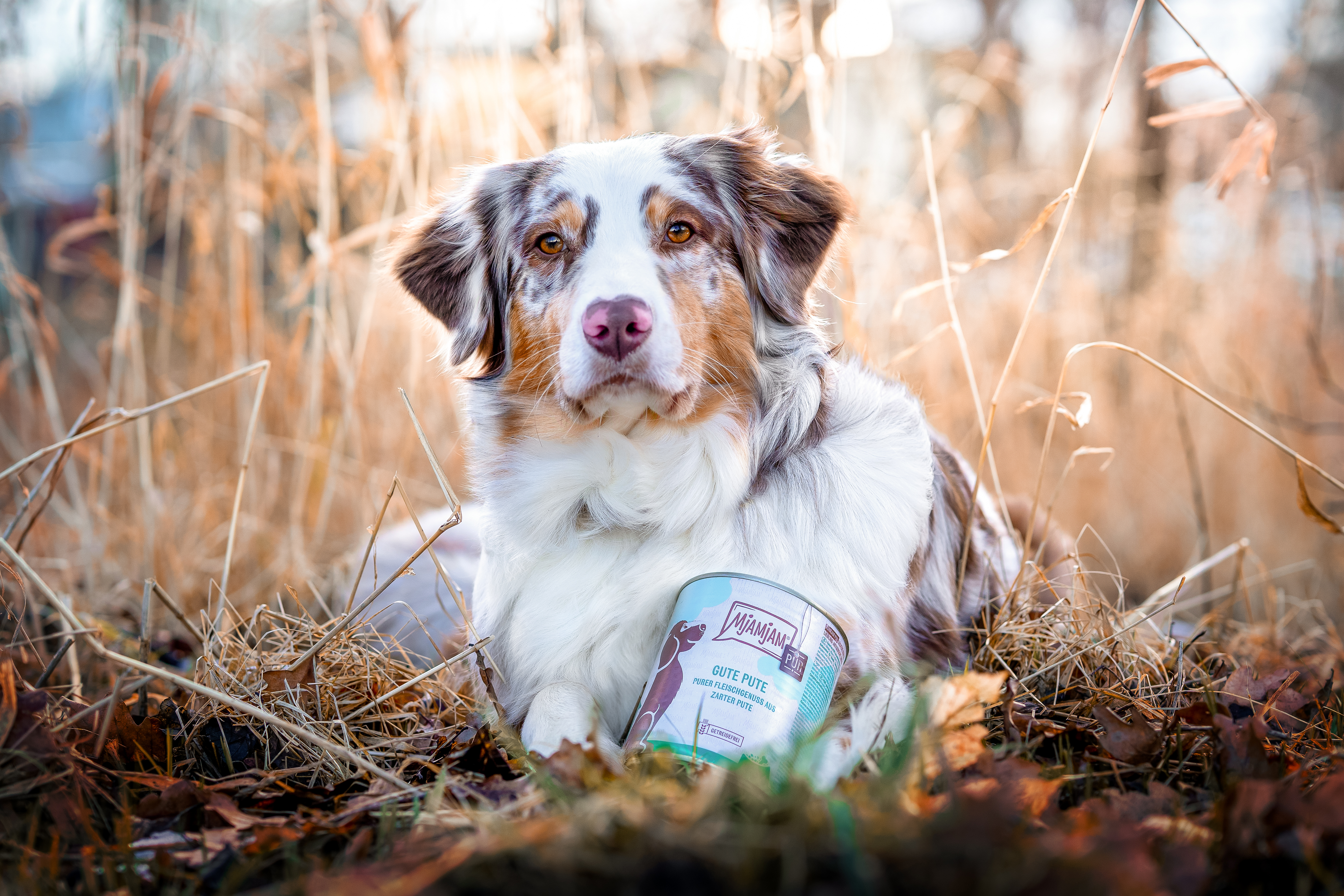 MjAMjAM Petfood: Für die artgerechte Ernährung eures Hundes - hundehotel.info