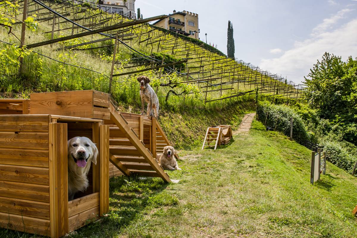 Hotel des Monats März: Hotel Mair am Ort in Dorf Tirol - hundehotel.info