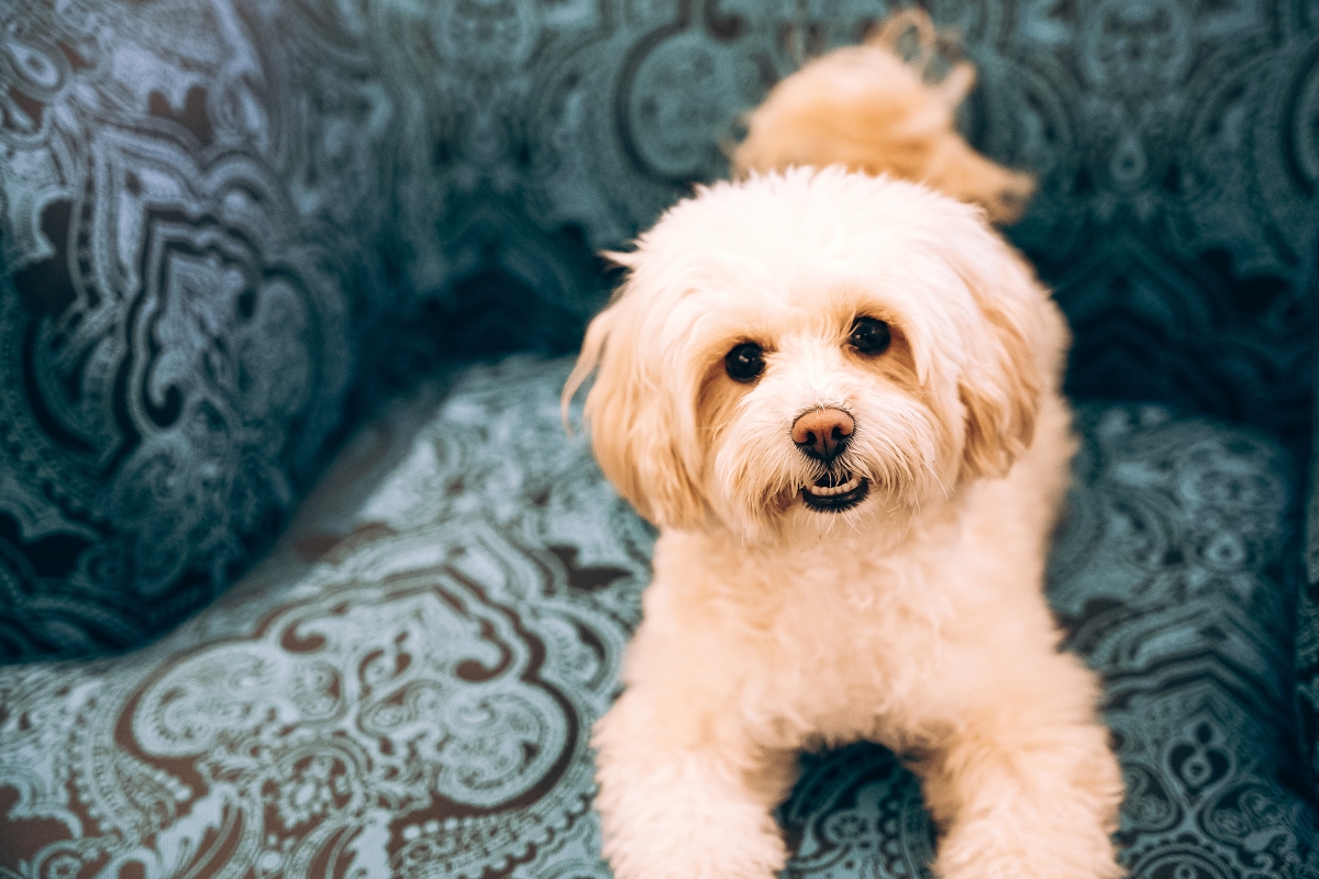 Sommerurlaub mit Hund im Sport & Spa Hotel Strass im Zillertal - hundehotel.info