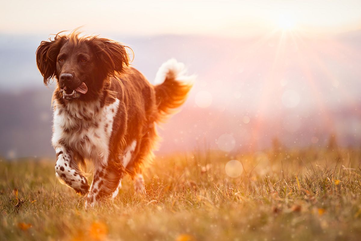 Wellnessurlaub mit Hund im Hunderesort Waldeck - hundehotel.info