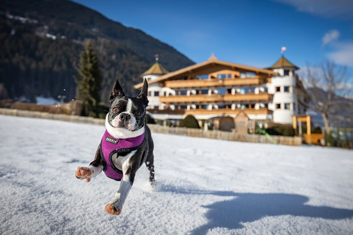 Hotel des Monats November: Hotel Magdalena in Ried im Zillertal - hundehotel.info