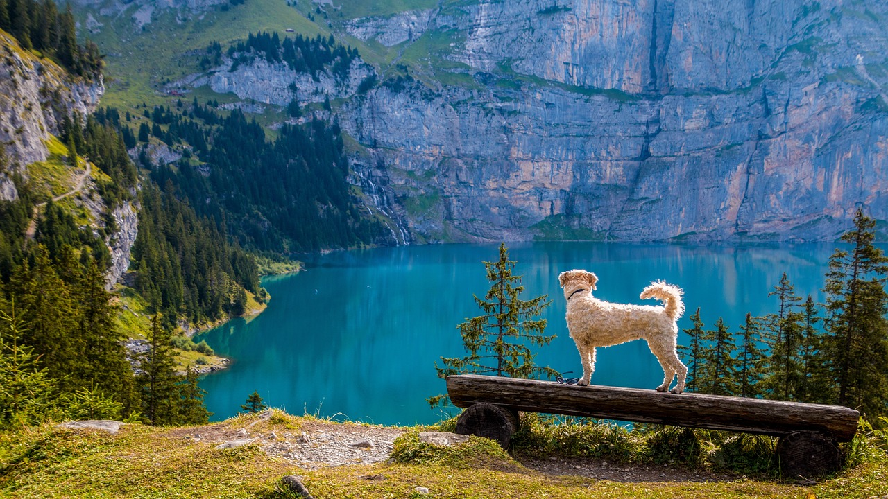 Die Top 5 hundefreundlichen Wanderwege in Europa - hundehotel.info