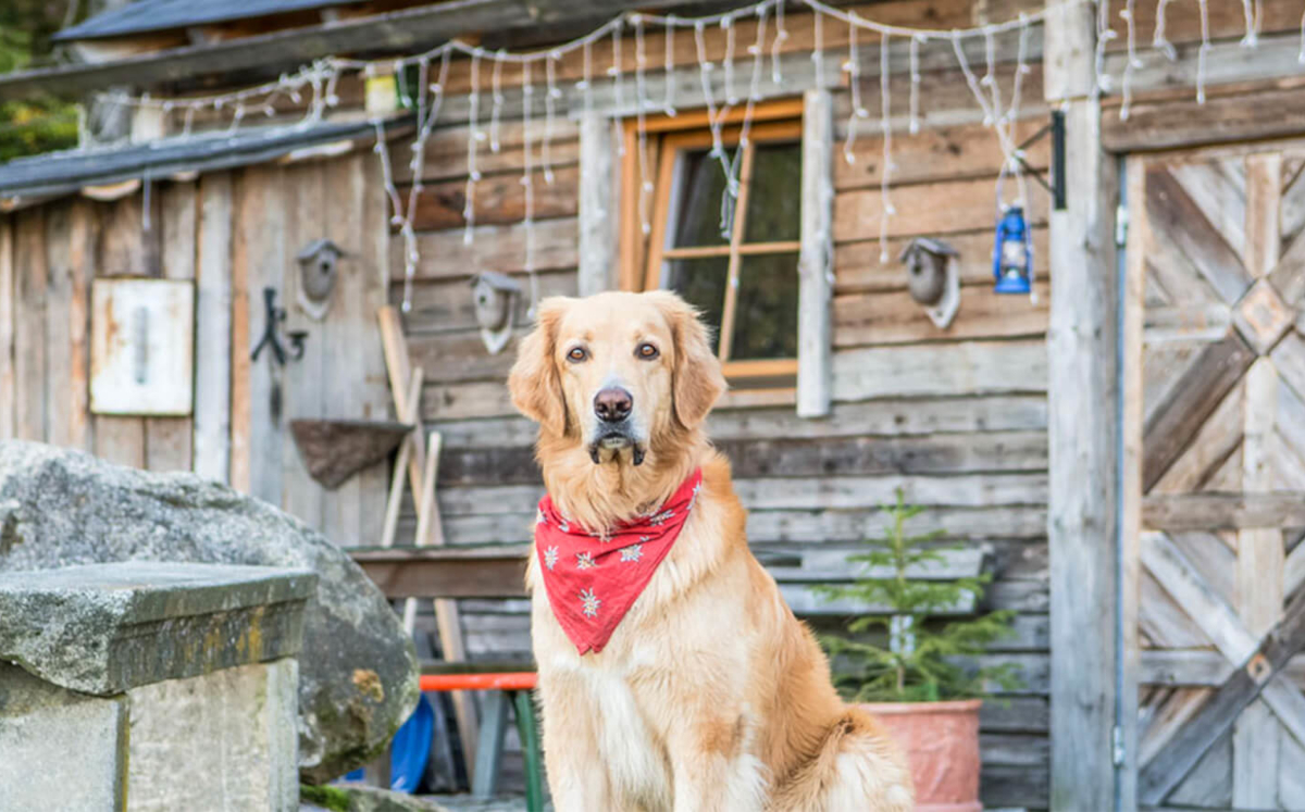 Natur-Hunde-Hotel Bergfried: Traumhafter Hundeurlaub im Bayerischen Wald - hundehotel.info