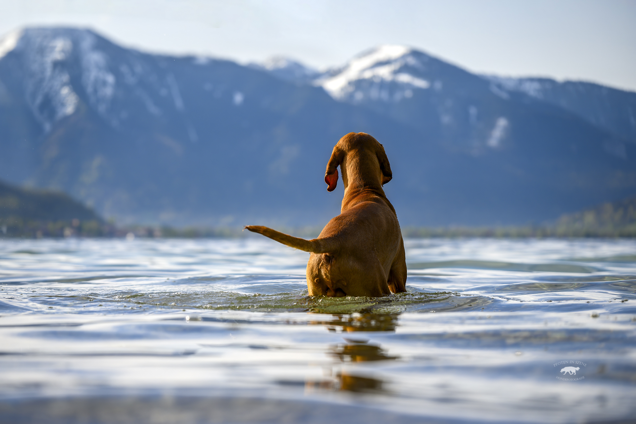 Pfoten hoch für den perfekten Hundeurlaub im Schnitzer's Dahoam - hundehotel.info