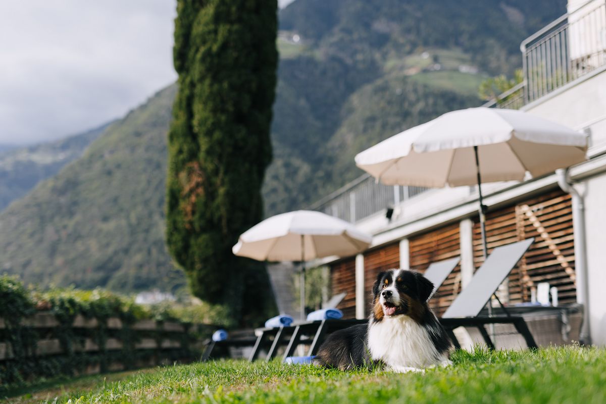 Hotel des Monats März: Hotel Mair am Ort in Dorf Tirol - hundehotel.info