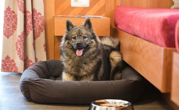 Wohlfühlurlaub für Hundeliebhaber im Hotel Bergfrieden in Fiss - hundehotel.info