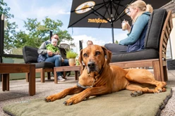 Pures Pfotenglück: Fellnasen‑Special im Harz - hundehotel.info