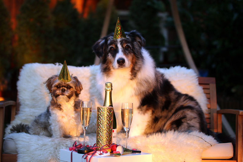 Knallfreies Silvester: Hotels für einen ruhigen Jahreswechsel mit Hund - hundehotel.info