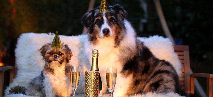 Knallfreies Silvester: Hotels für einen ruhigen Jahreswechsel mit Hund - hundehotel.info