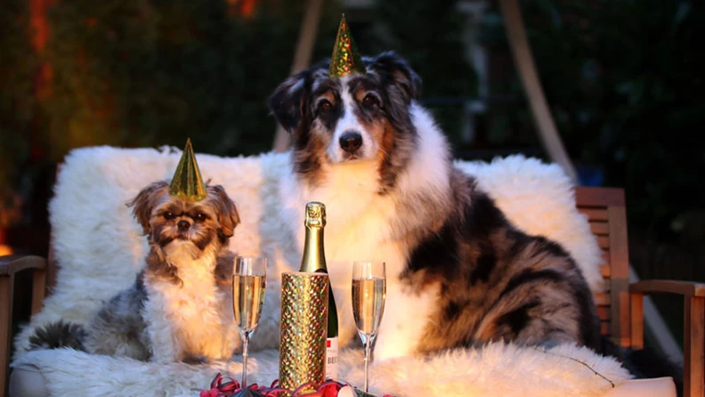 Knallfreies Silvester: Hotels für einen ruhigen Jahreswechsel mit Hund - hundehotel.info