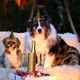 Knallfreies Silvester: Hotels für einen ruhigen Jahreswechsel mit Hund - hundehotel.info