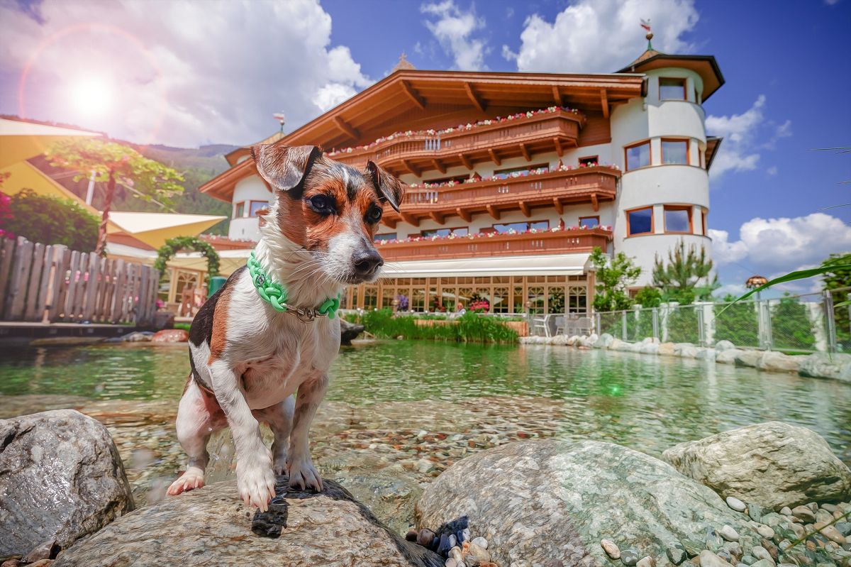 Hotel des Monats November: Hotel Magdalena in Ried im Zillertal - hundehotel.info