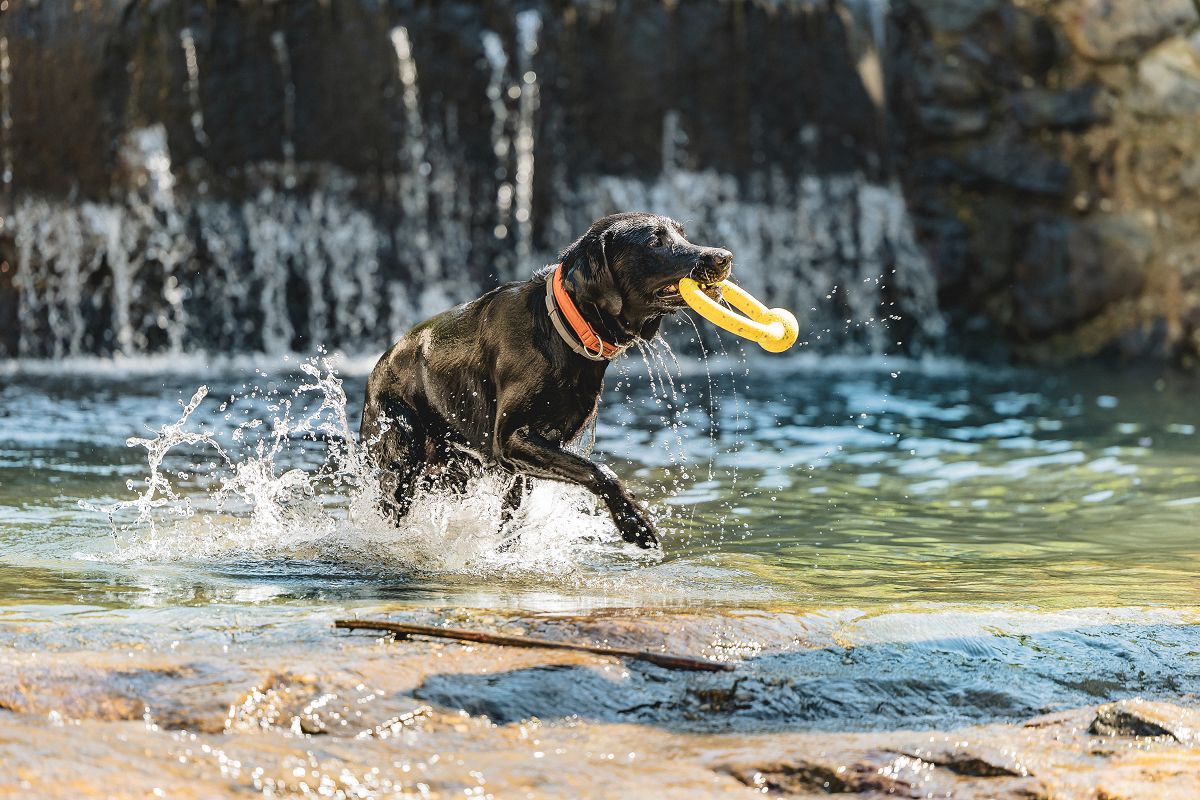 Landrefugium Obermüller: Urlaub mit Hund zwischen Wellness und Natur - hundehotel.info