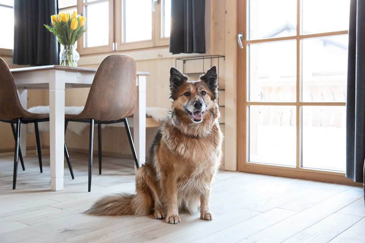 Ankommen und wohlfühlen in den Ferienhäusern Gerhart - hundehotel.info