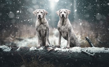 Mit nur wenigen Klicks Hunden in Not helfen! - hundehotel.info