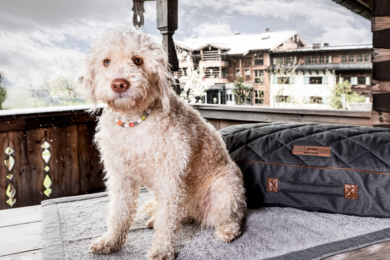 Newsletter abonnieren und Urlaub mit Hund gewinnen - hundehotel.info