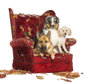 Entspannte Weihnachten mit Hund - hundehotel.info