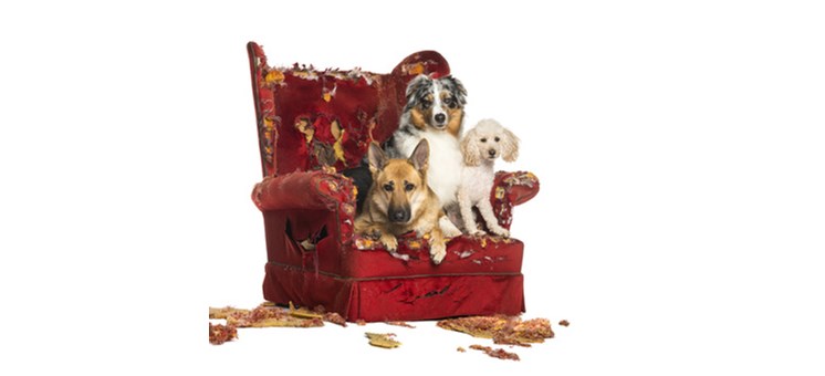 Entspannte Weihnachten mit Hund - hundehotel.info