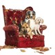 Entspannte Weihnachten mit Hund - hundehotel.info