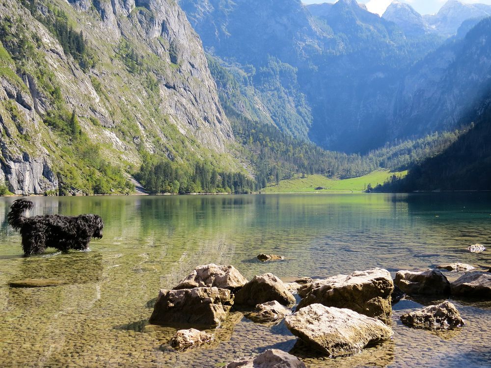 Urlaub mit Hund im Heimatland während der Corona-Krise - hundehotel.info