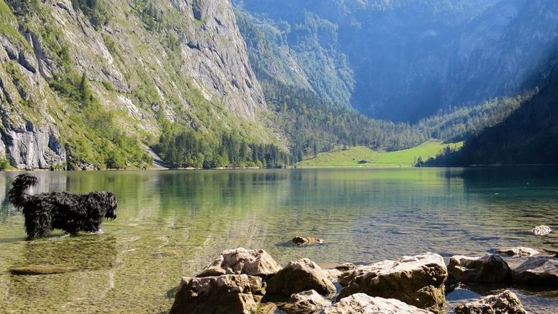 Urlaub mit Hund im Heimatland während der Corona-Krise - hundehotel.info