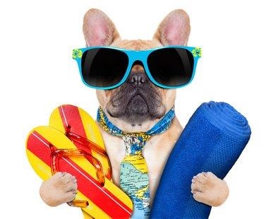 Urlaub mit Hund - hundehotel.info