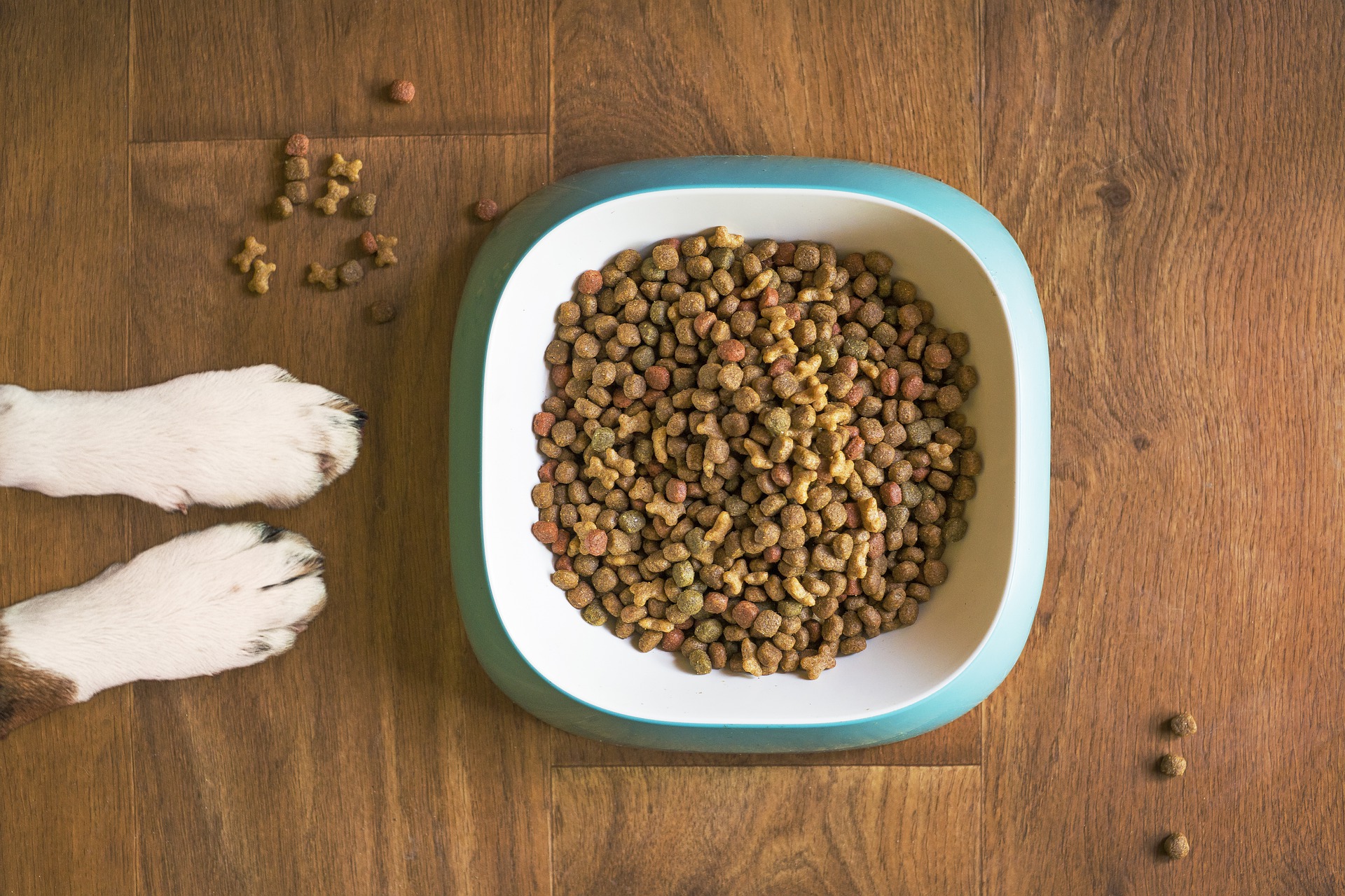 Gesunde Hundeernährung: Darauf kommt es bei einer Trockenfutterumstellung an - hundehotel.info