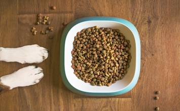 Gesunde Hundeernährung: Darauf kommt es bei einer Trockenfutterumstellung an - hundehotel.info