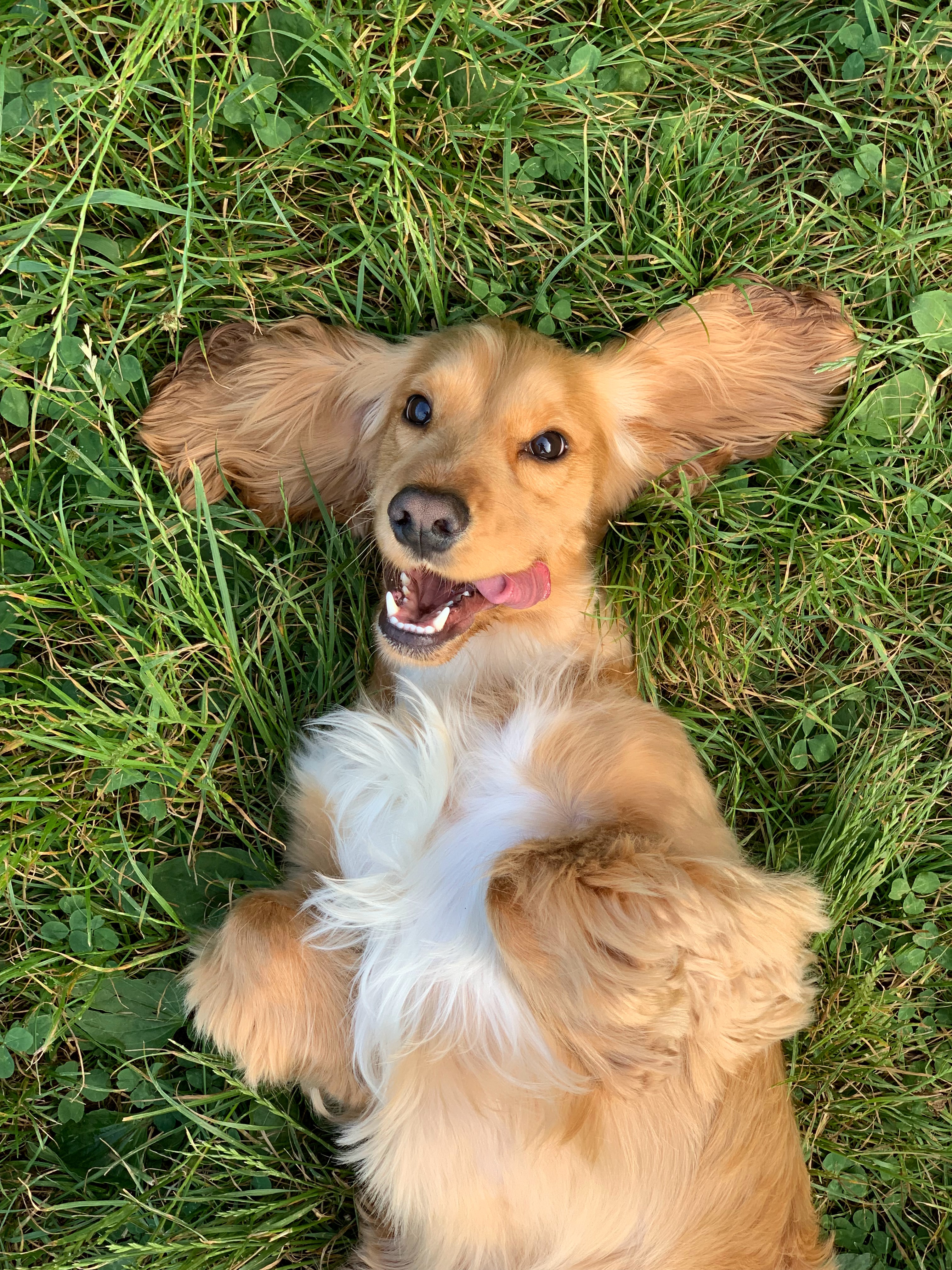 Wandern mit dem Hund im Urlaub - hundehotel.info