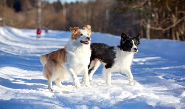 Zecken im Winter - hundehotel.info
