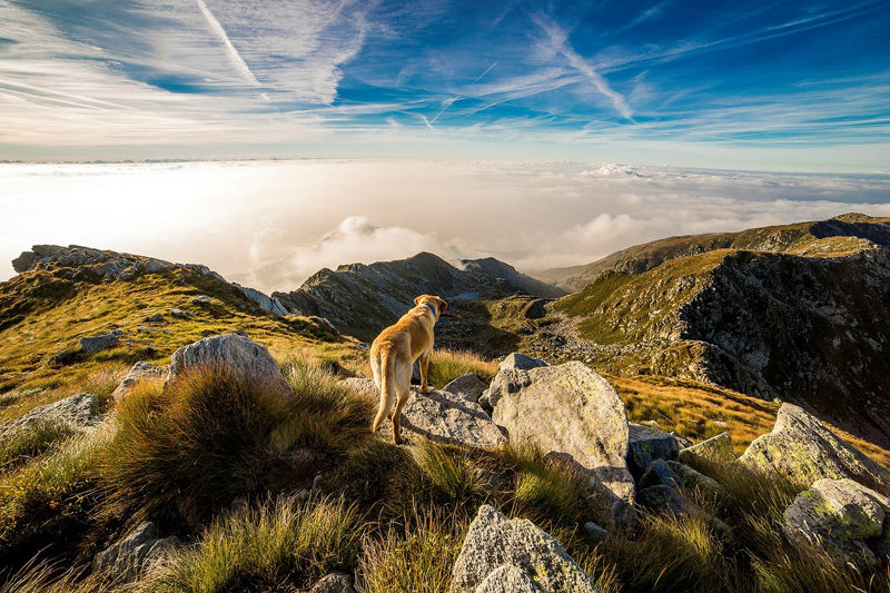Wandern mit Hund: Gemeinsam über Stock und Stein - hundehotel.info