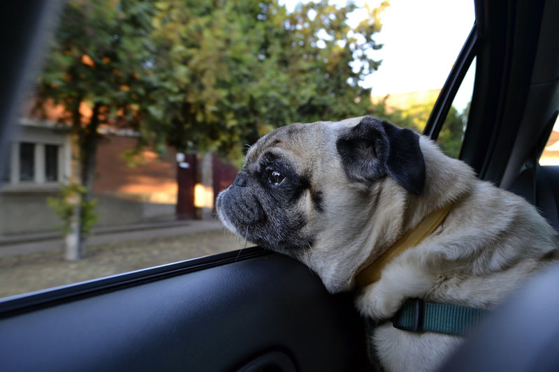 Sicher und stressfrei: Tipps für Autoreisen mit Hund - hundehotel.info