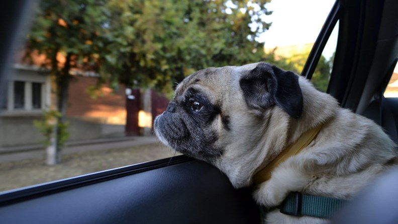 Sicher und stressfrei: Tipps für Autoreisen mit Hund - hundehotel.info