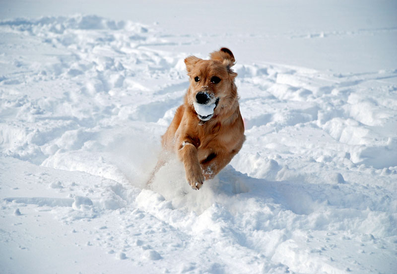 Hundefreundliche Aktivitäten und Angebote für den Winter - hundehotel.info