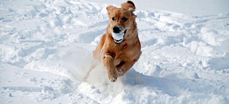 Hundefreundliche Aktivitäten und Angebote für den Winter - hundehotel.info