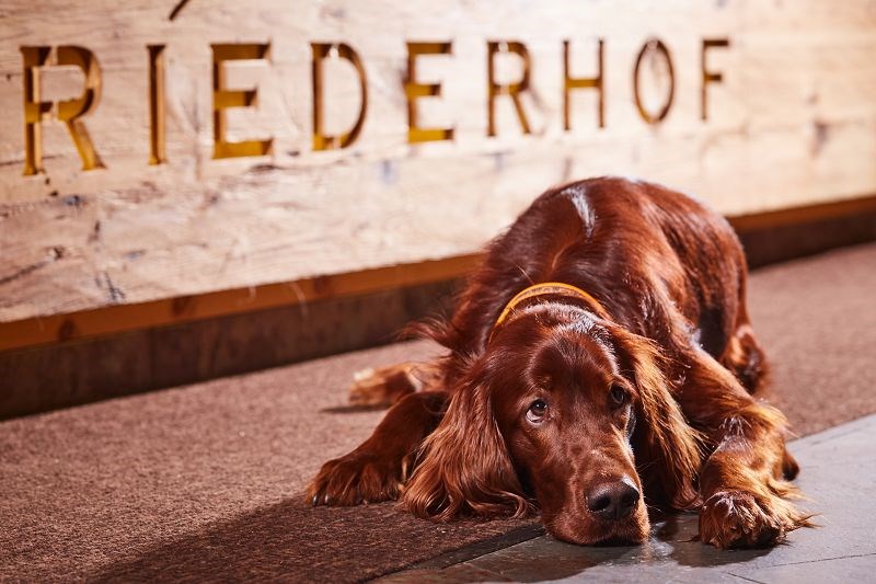 Hotel Riederhof-Hund